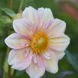 Apple Blossom