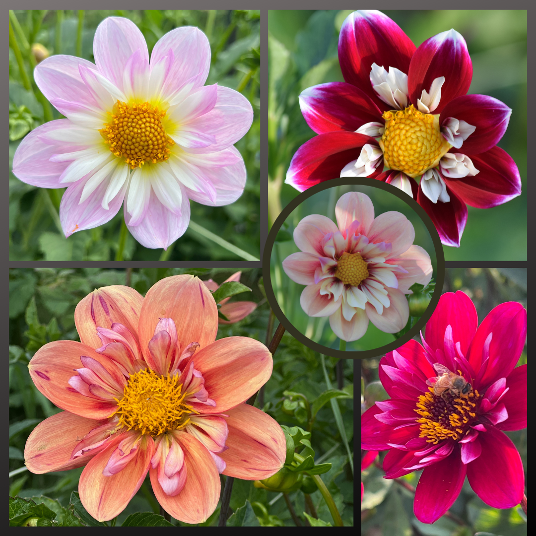 Dahlia Seed Mix Collarette Varieties At Home Organics Dahlia Seed Mix Collarette Varieties At Home Organics