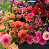 Dahlias