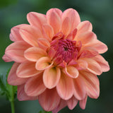 Ferncliff Copper