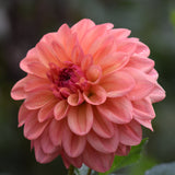 Ferncliff Copper