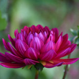 Hollyhill Pandora