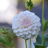 Irish Ruffles