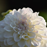 Irish Ruffles