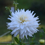 Roque Starburst Dahlia
