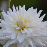 Roque Starburst Dahlia