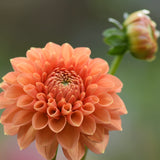 Sylvia Maarn
