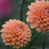 Sylvia Maarn