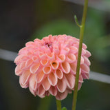 Valley Tawny