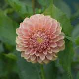Valley Tawny