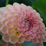 20th Ave Softer Peach
