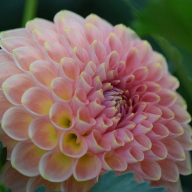 20th Ave Softer Peach