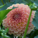 20th Ave Softer Peach