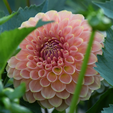20th Ave Softer Peach