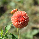Amber Queen