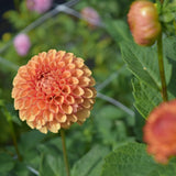 Amber Queen