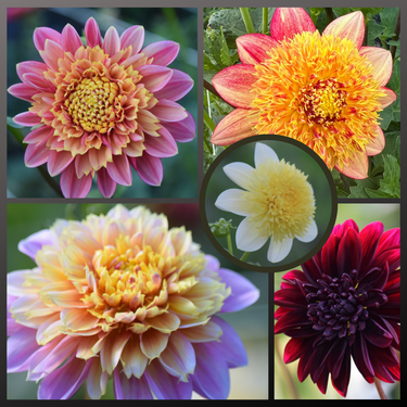 Dahlia Seed Mix - Anemone Varieties