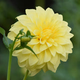 Bloomquist Barbara