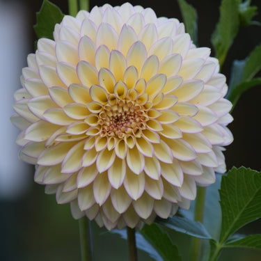 Bloomquist Blush