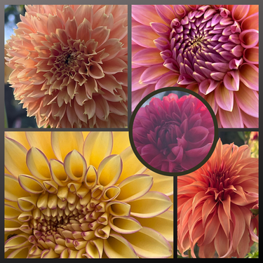 Dahlia Seed Mix - Bloomquist Varieties