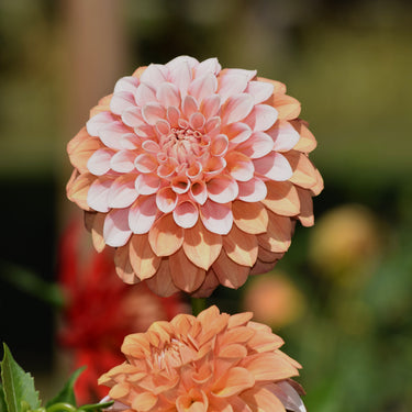 Bells Sienna Rose