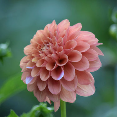 Bells Sienna Rose profile
