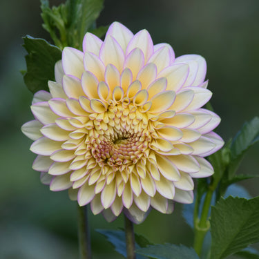 Bloomquist Blush