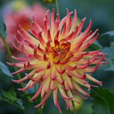 Carmen Ella Grace