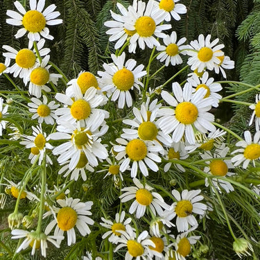 Garden & Flower Workshop - MAY
