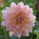 Chimacum Cathleen