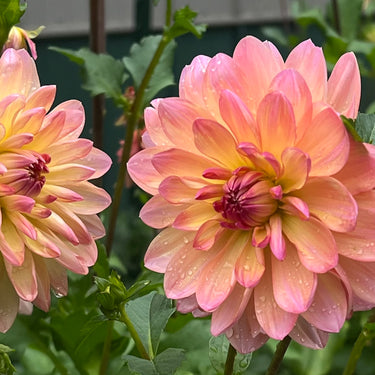 Chimacum Cathleen