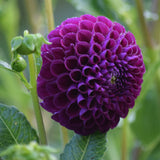 Chimacum Del Blomma