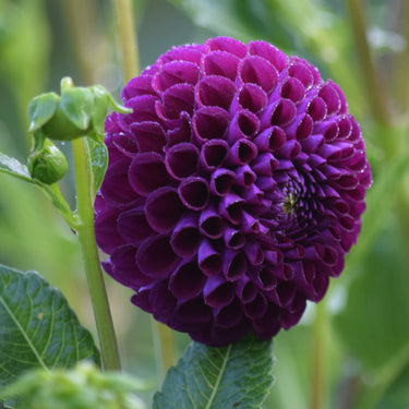 Chimacum Del Blomma