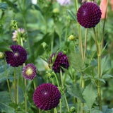 Chimacum Del Blomma