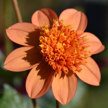 Orange Anemone