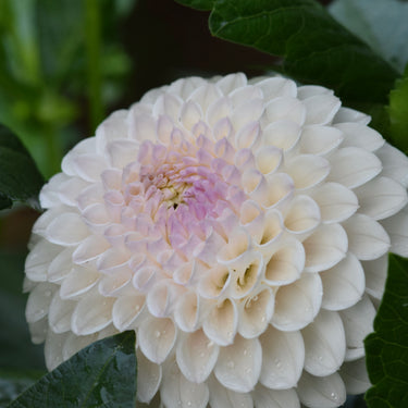Pink Pearl - Fall