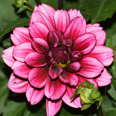Aspacia (Euro Variety) - Fall