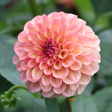 Carpe Dahlia Summer Blush - Fall