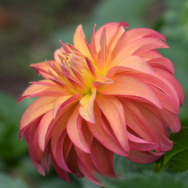 Bloomquist Pumpkin - Fall