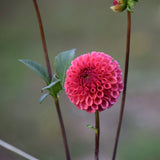 Ferncliff Rusty