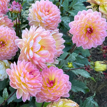 Sandia Bliss