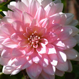 Gerrie Hoek