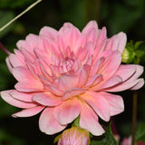 Gerrie Hoek