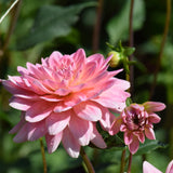 Gerrie Hoek