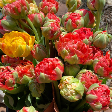 Tulip