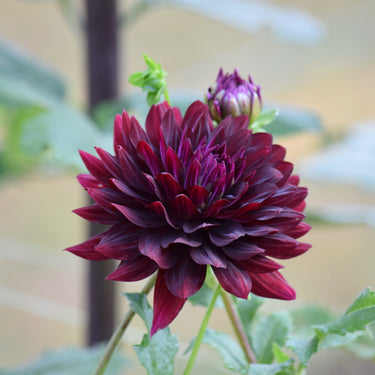 Hollyhill Black Beauty
