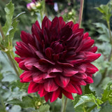 Hollyhill Black Beauty