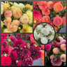 Honey Bee Dahlia Seeds