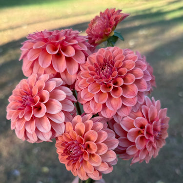 Garden & Flower Workshop - SEPTEMBER