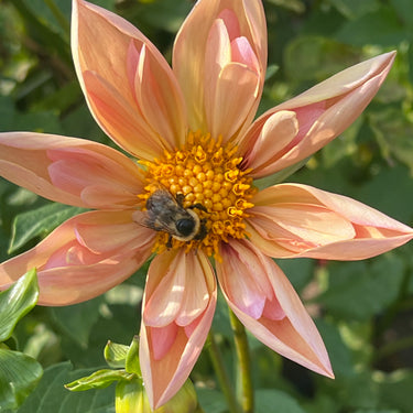 Dahlia Seeds - Venus Parent